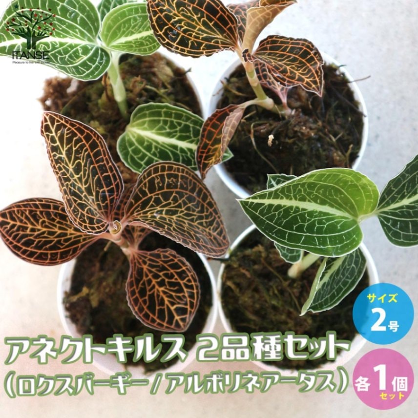 アネクトキルス 2品種セット セット内容:ロクスバーギー1個／アルボリネアータス 1個【観葉植物 2号ポット／お買い得2個セット】