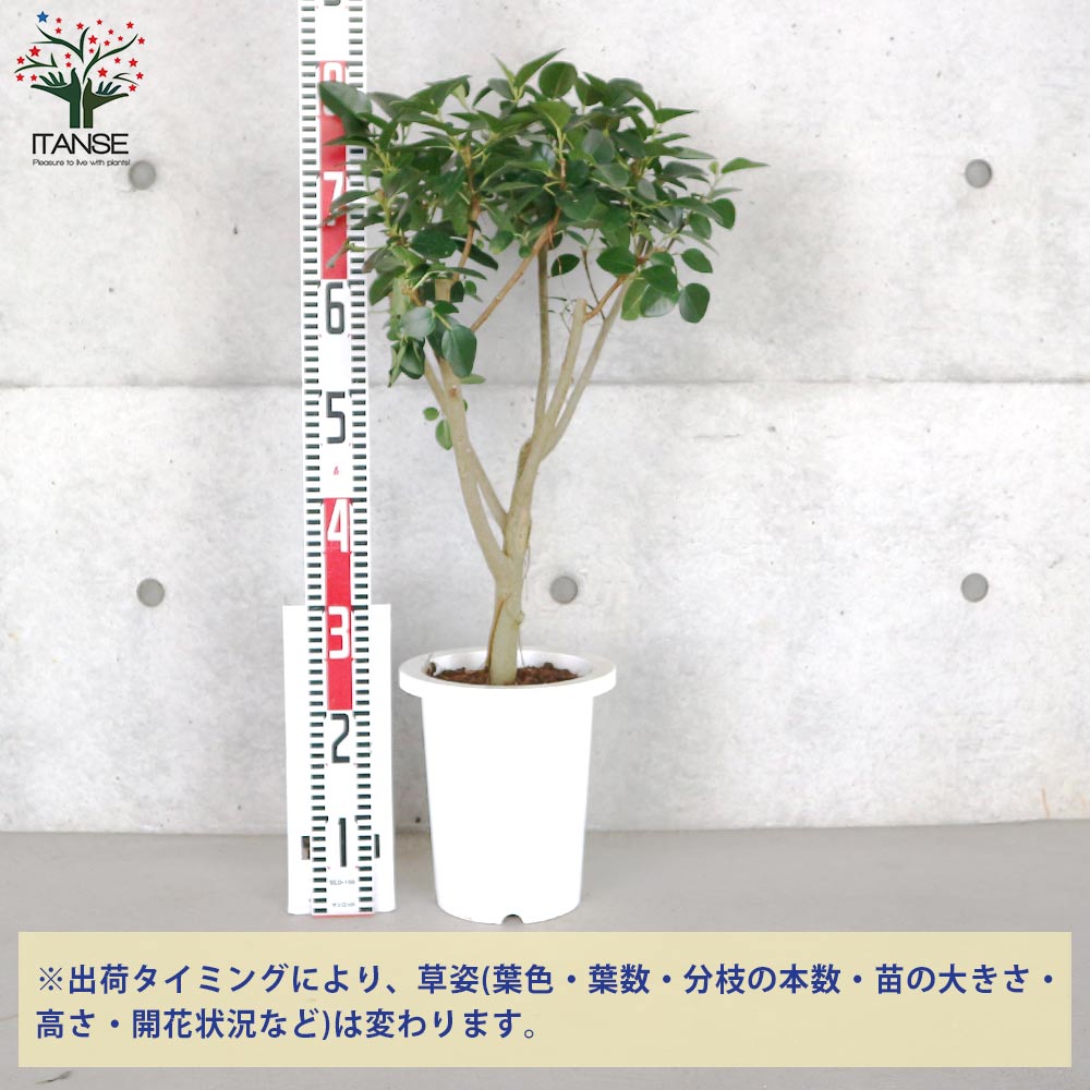 フランスゴム　10号　170センチ　現品 フランスゴムの木 10号 | 観葉植物通販 Hitohana（ひとはな）