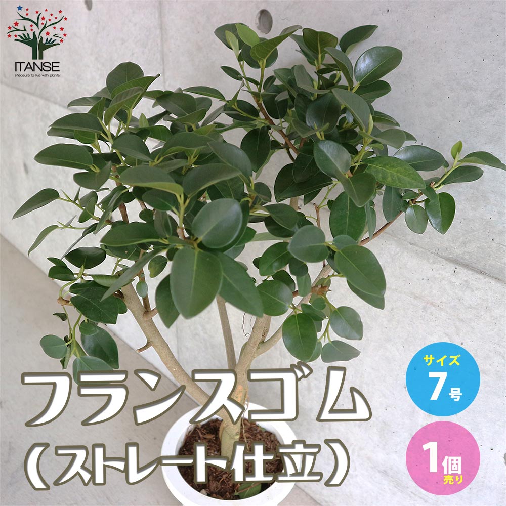 フランスゴム (ストレート仕立)【観葉植物 7号鉢／1個売り】｜ 【植物