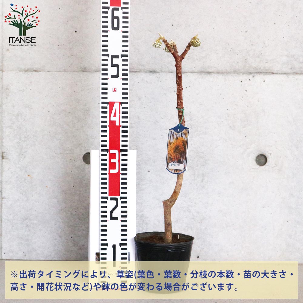 中国ミツマタ 大輪【花苗 4.5号ポット／1個売り】｜ 【植物の