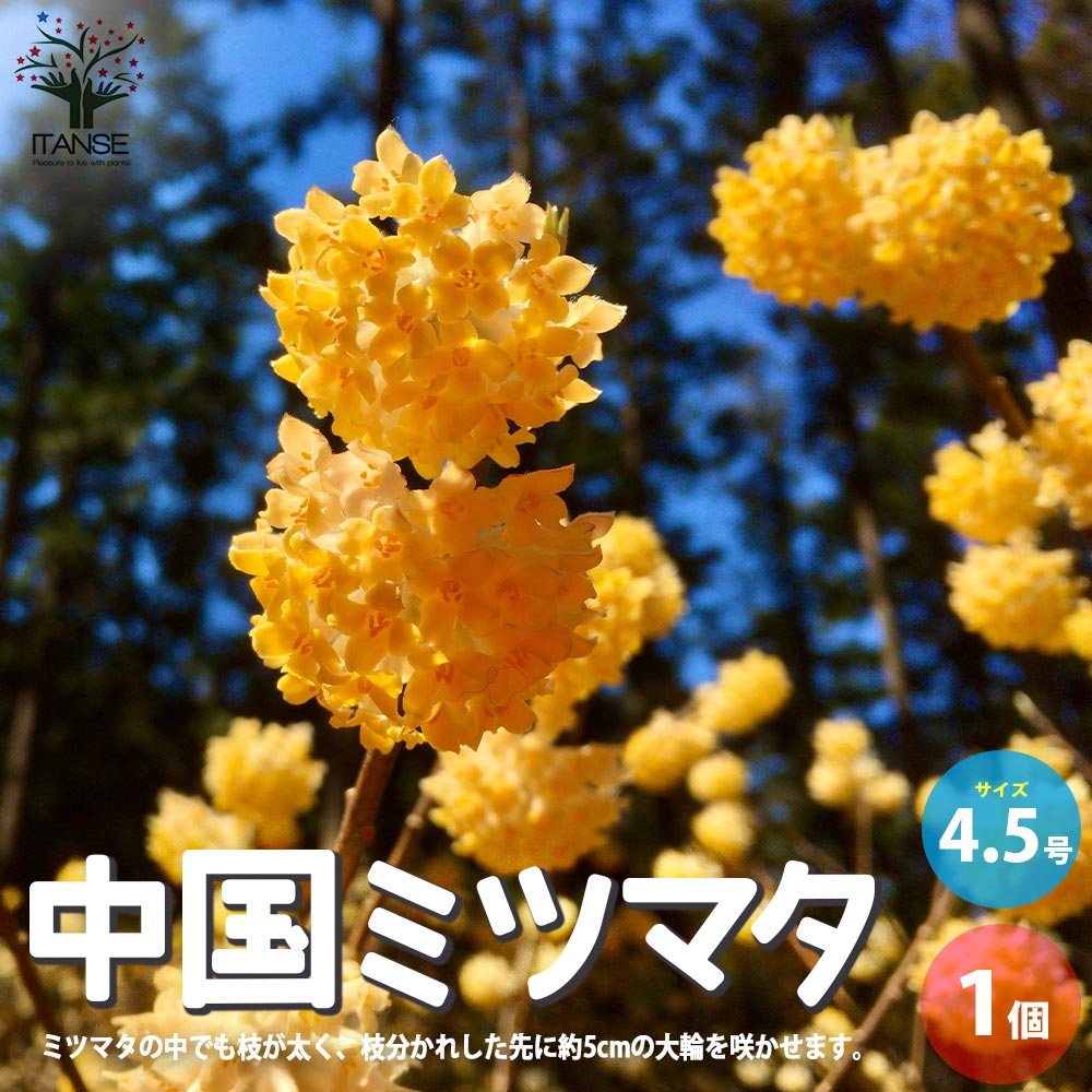 中国ミツマタ 大輪【花苗 4.5号ポット／1個売り】｜ 【植物の