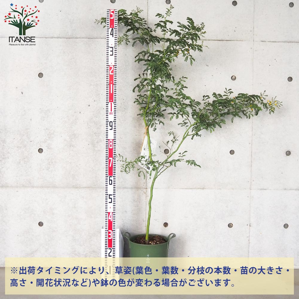 アカシア スペクタビリス 大苗 来春開花株 1鉢限り 在庫なし ミモザ 花束