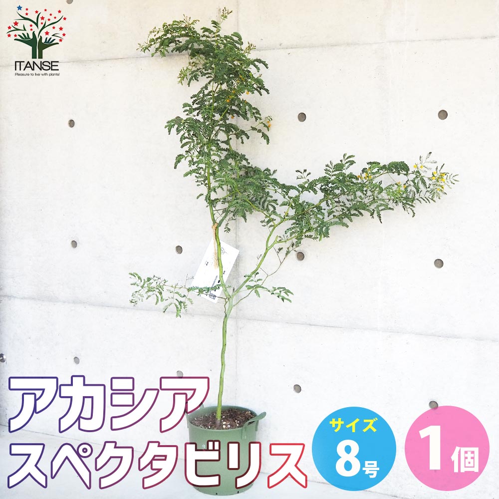 アカシア　スペクタビリス　大苗　来春開花株　1鉢限り　在庫なし アカシア スペクタビリス 大苗 来春開花株 1鉢限り 在庫なし