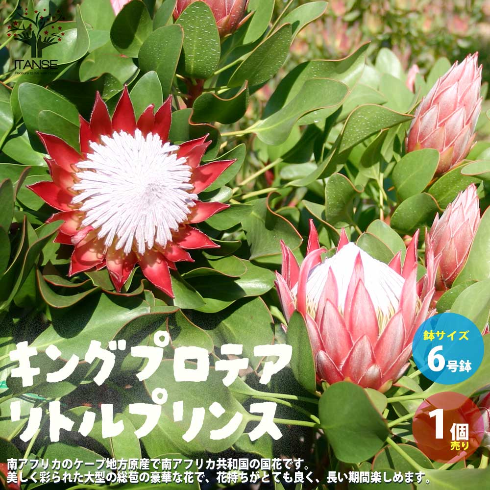 キングプロテア リトルプリンス【花苗 6号鉢大苗／1個売り】｜ 【植物
