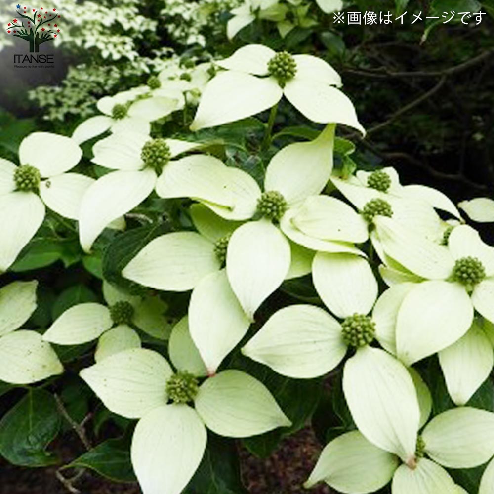 ヤマボウシ ミルキーウェイ【花苗 5号ポット／1個売り】｜ 【植物の