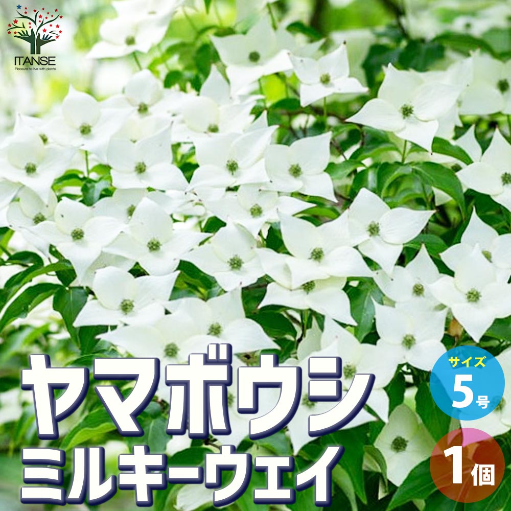 ヤマボウシ ミルキーウェイ【花苗 5号ポット／1個売り】｜ 【植物の