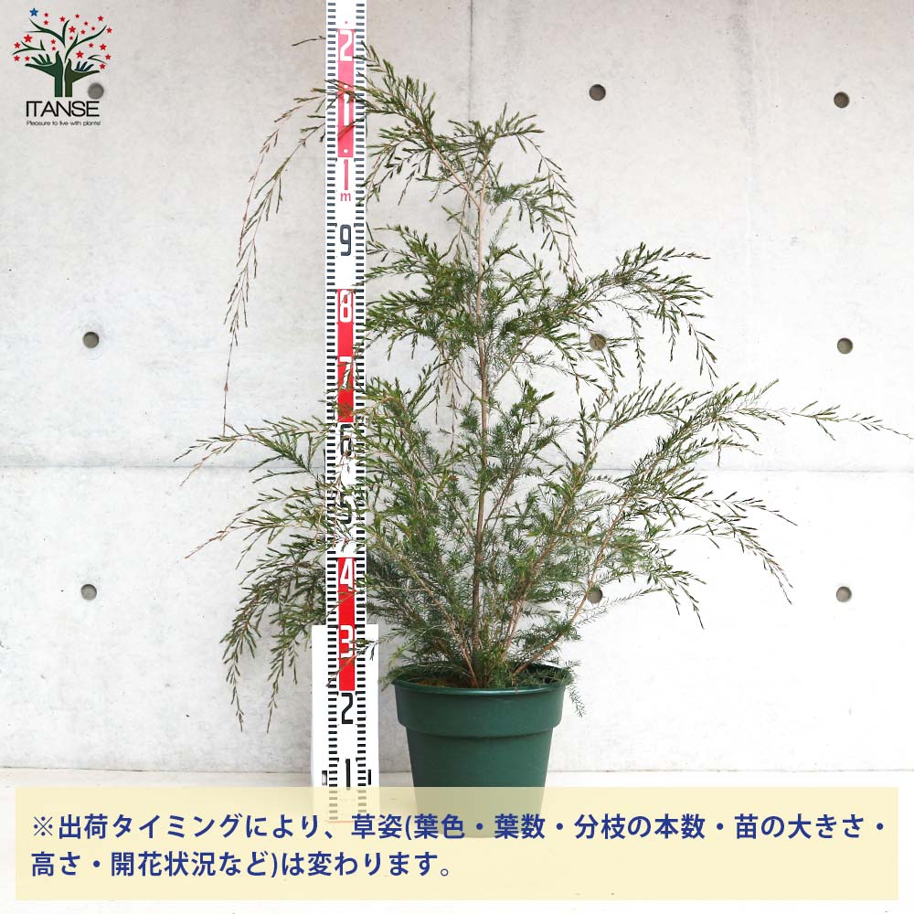 バーケア(ベッケア) リニフォリア【花苗 10号鉢／1個売り】｜ 【植物の