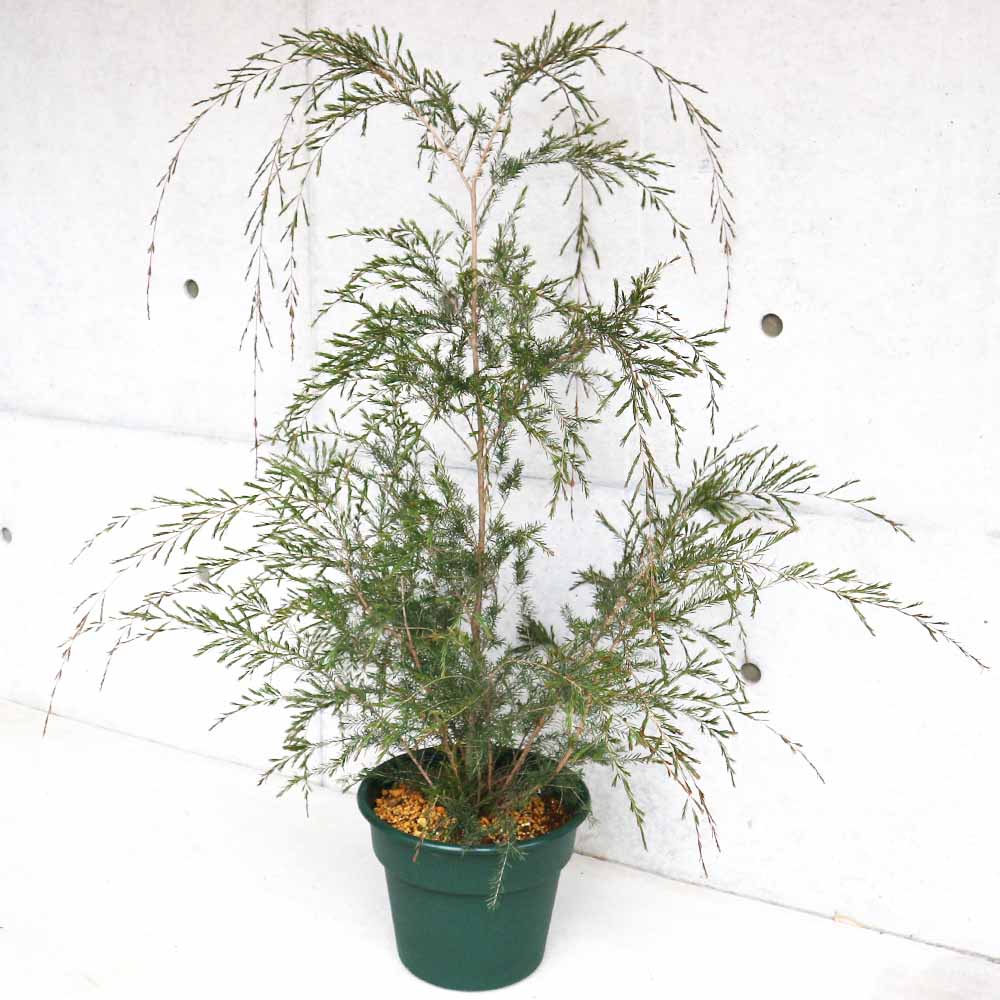 ベッケア　リフォニア　7号 バーケア(ベッケア) リニフォリア【花苗 10号鉢／1個売り】｜ 【植物の