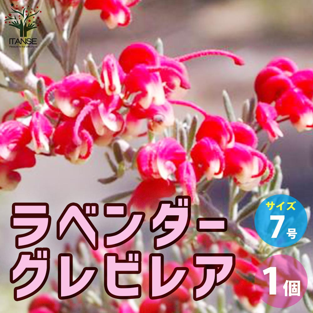 グレビレア ラベンダーグレビレア【花苗 7号鉢／1個売り】｜ 【植物の
