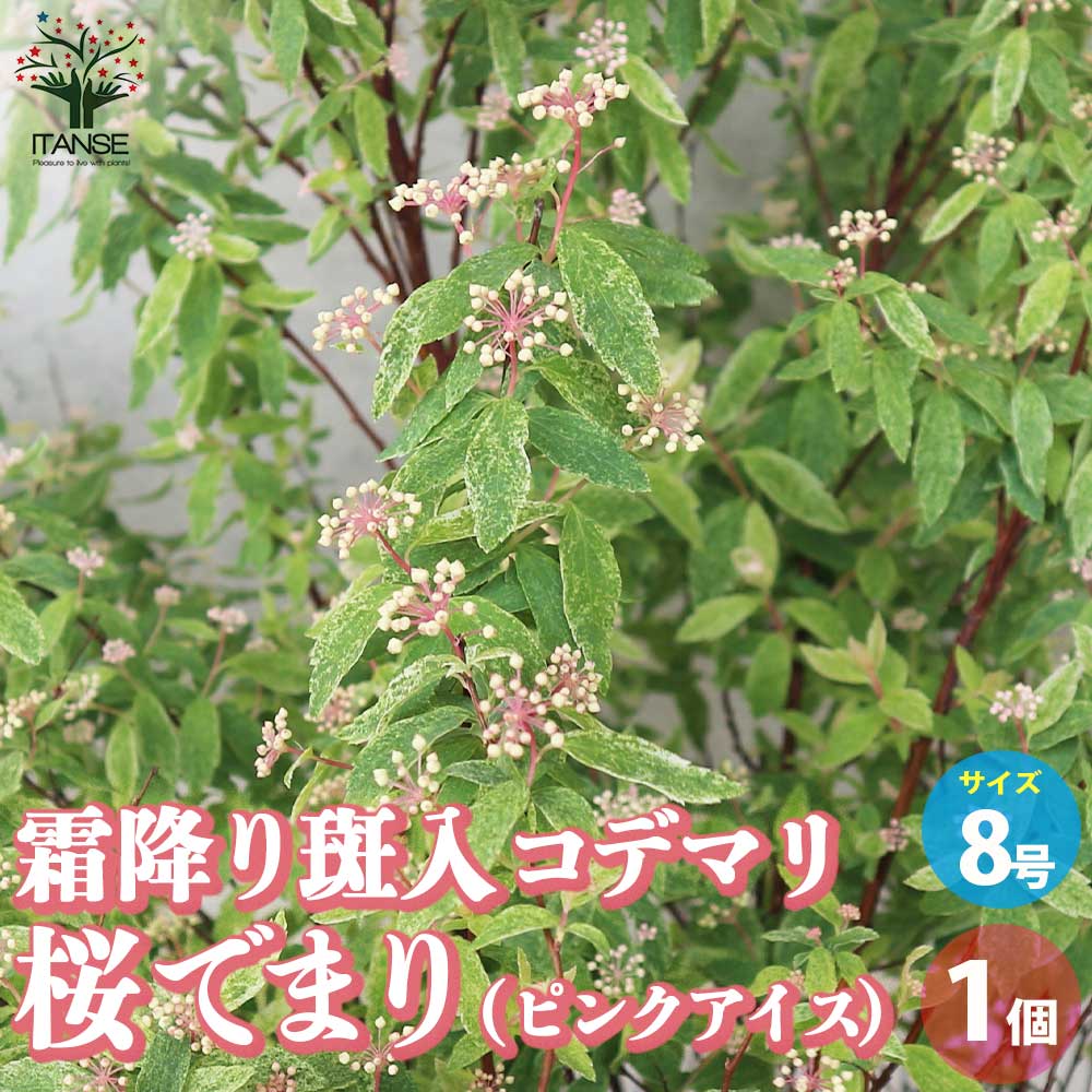 霜降り斑入コデマリ 桜でまり(ピンクアイス)【花苗 8号／1個売り】