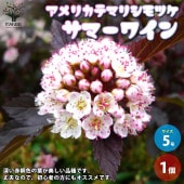 アメリカテマリシモツケ サマーワイン【花苗 5号鉢／1個売り】|花苗