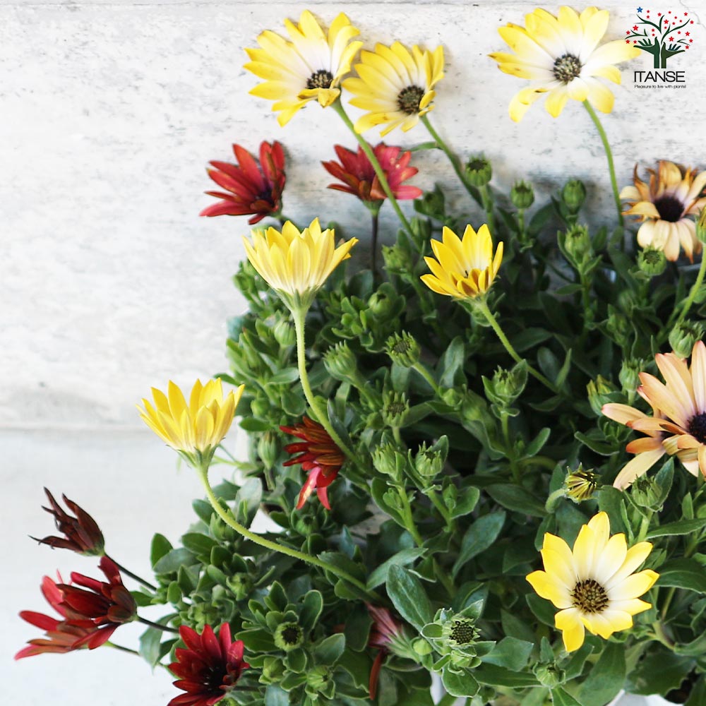 オステオスペルマム パティエシリーズ 4品種Aセット(4種・各2個セット