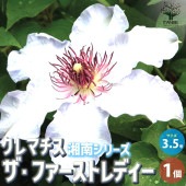 クレマチス ザ・ファースト・レディー【花苗 3.5号ロングポット／1個売り】|花苗