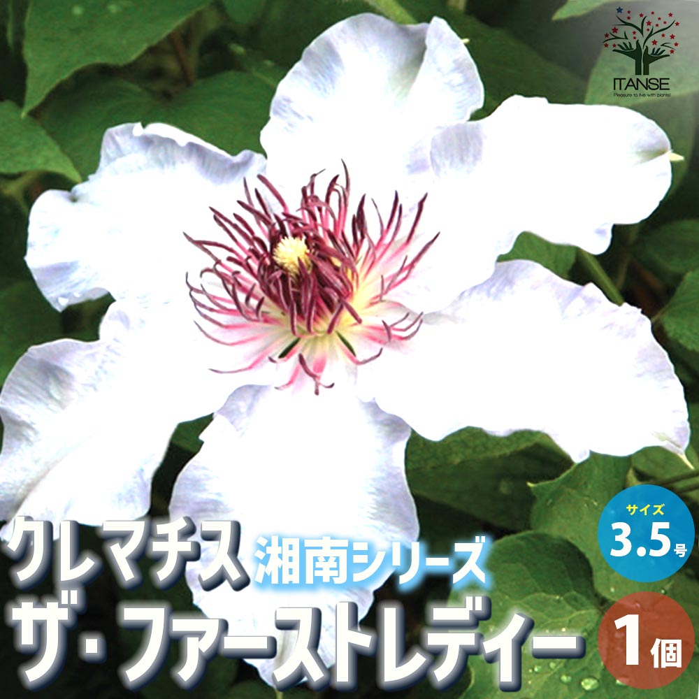 クレマチス ザ・ファースト・レディー【花苗 3.5号ロングポット／1個