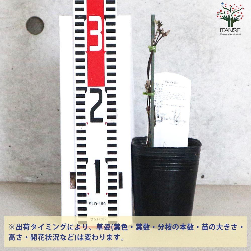 クレマチス 穂高(ほたか)【花苗 3.5号ロングポット／1個売り