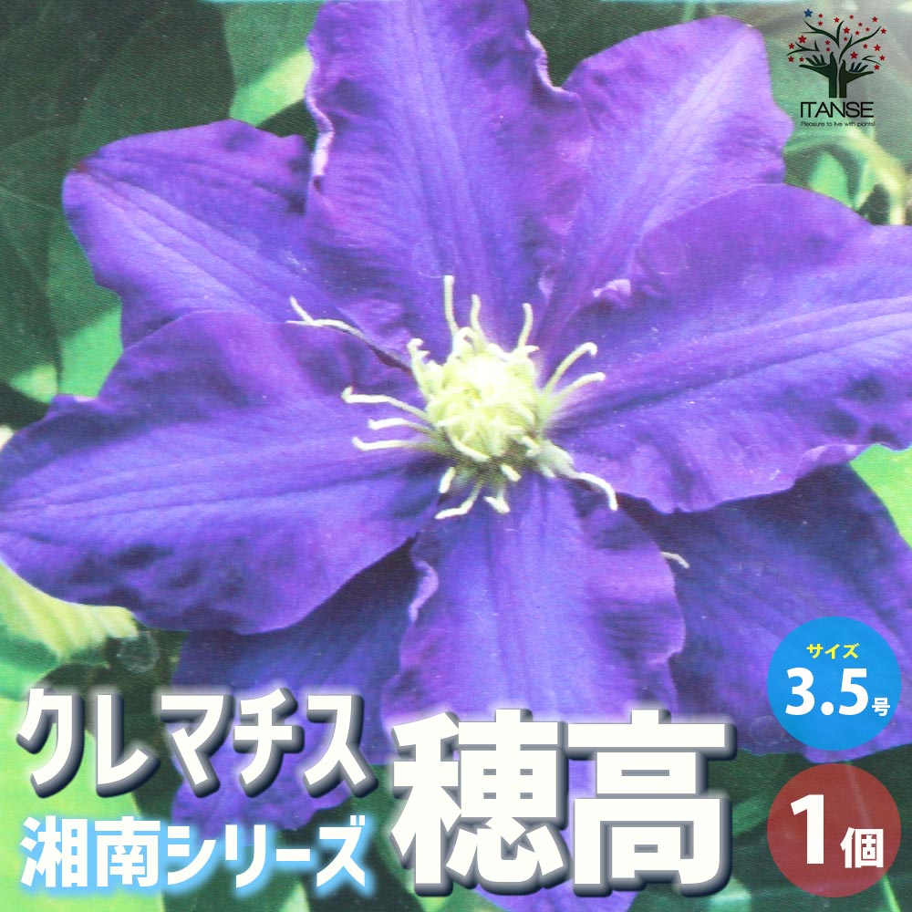 クレマチス　苗　⑤ 2023年5月出荷 母の日に!】クレマチス鉢植え 紫系5号(おまかせ