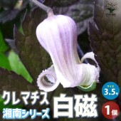 クレマチス 白磁(はくじ)【花苗 3.5号ロングポット／1個売り】|花苗