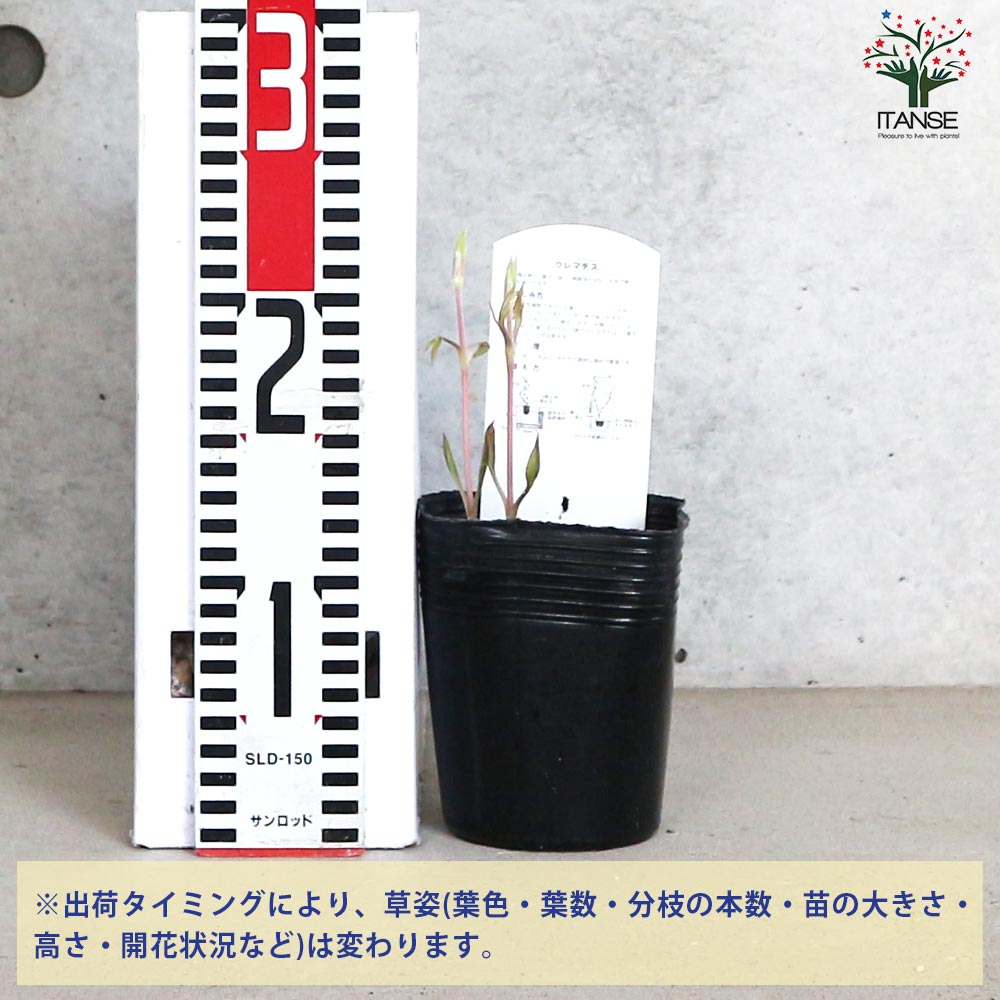 クレマチス 白磁(はくじ)【花苗 3.5号ロングポット／1個売り