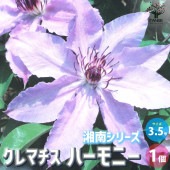 クレマチス ハーモニー【花苗 3.5号ロングポット／1個売り】|花苗