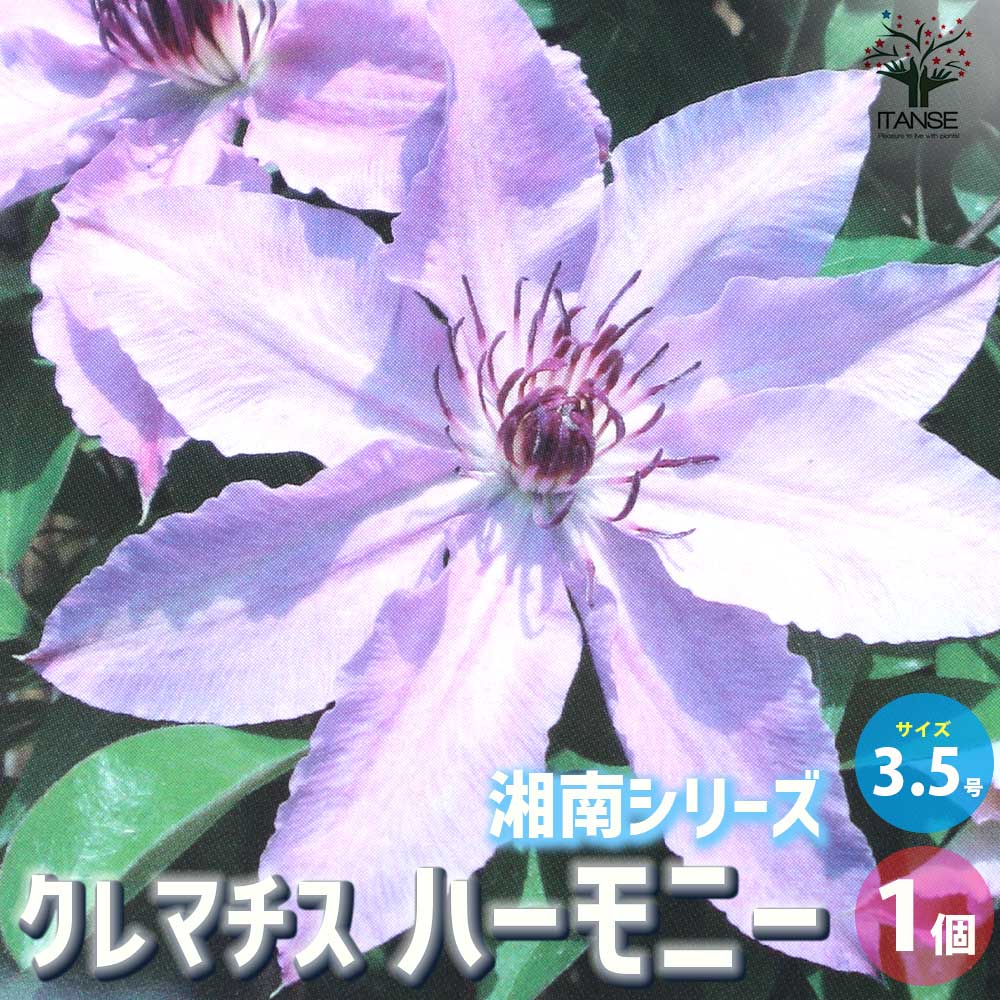 クレマチス ハーモニー【花苗 3.5号ロングポット／1個売り】｜ 【植物