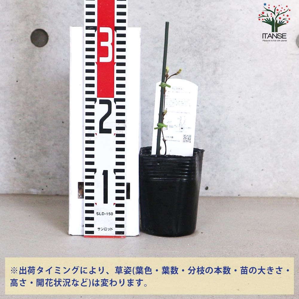 クレマチス 風の忘れもの【花苗 3.5号ロングポット／1個売り