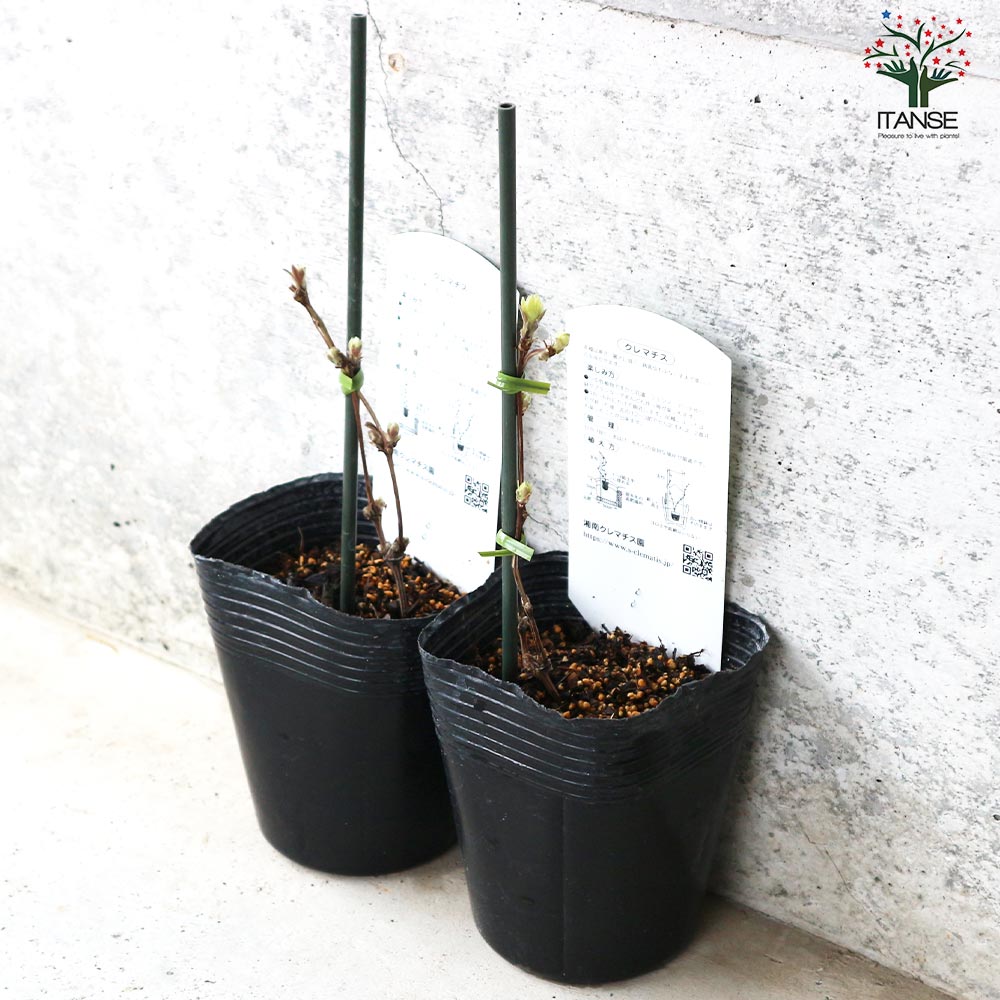 クレマチス 風の忘れもの【花苗 3.5号ロングポット／1個売り