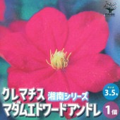 クレマチス マダムエドワードアンドレ【花苗 3.5号ロングポット／1個売り】|花苗