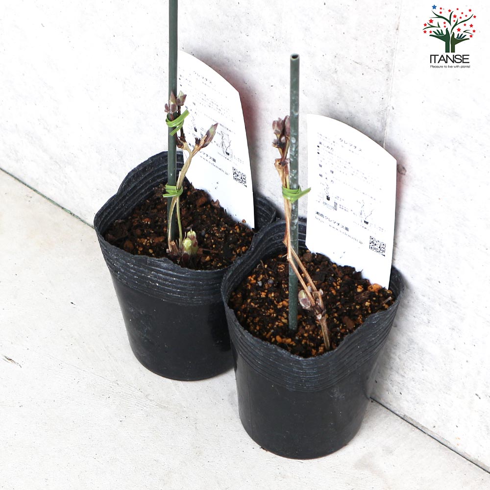 クレマチス マダムエドワードアンドレ【花苗 3.5号ロングポット／1個