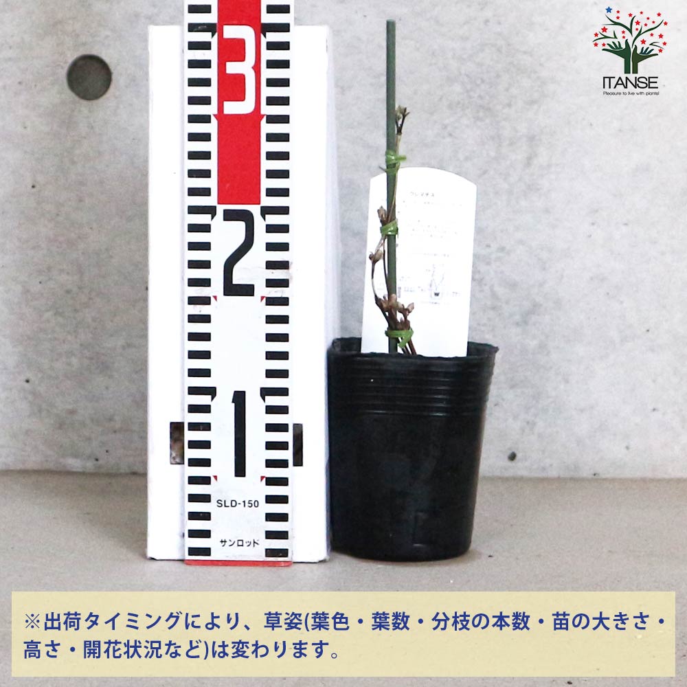 クレマチス ピール【花苗 3.5号ロングポット／1個売り】｜ 【植物の