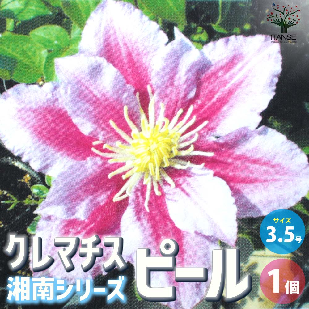 クレマチス ピール【花苗 3.5号ロングポット／1個売り】｜ 【植物の