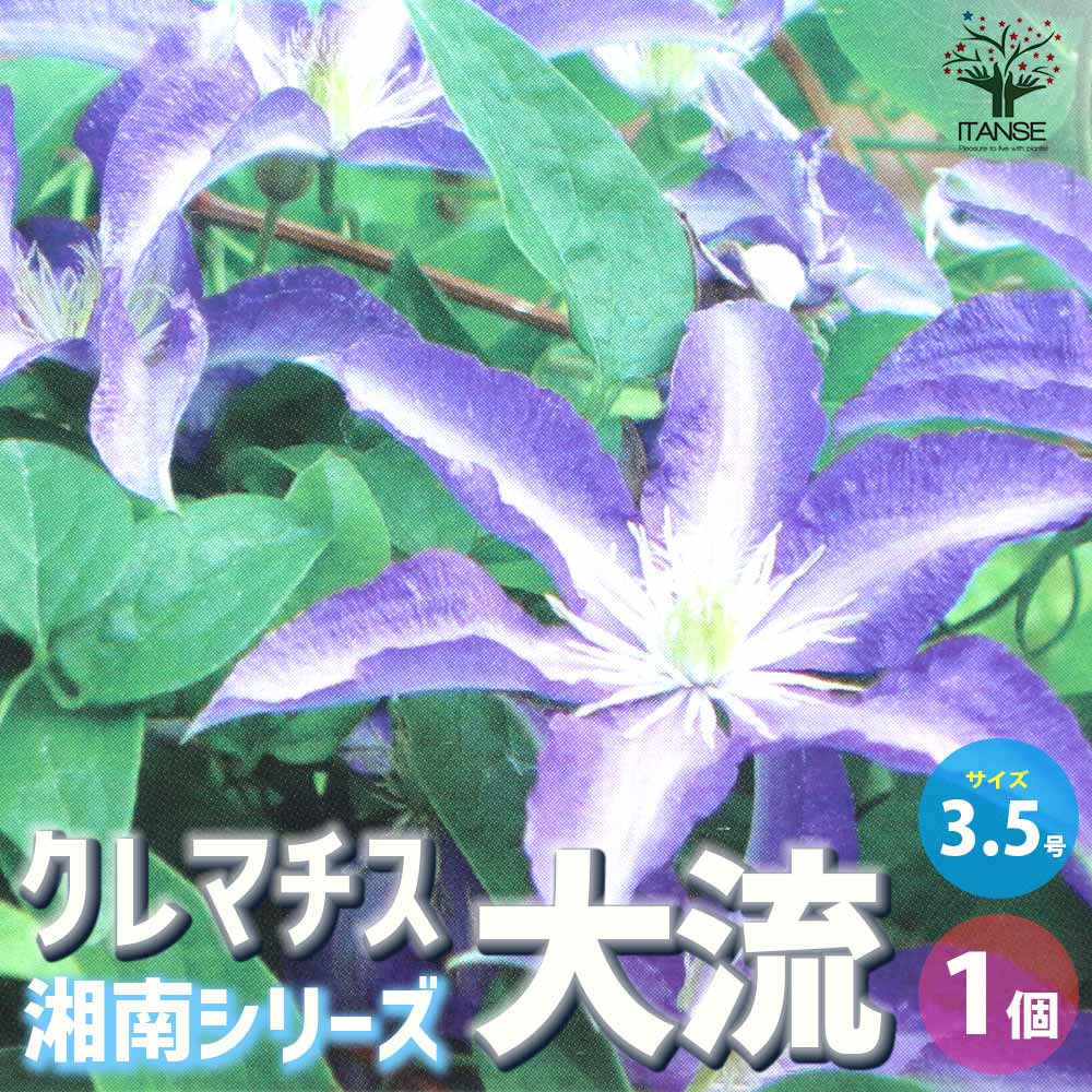 ♡EVE様専用♡です クレマチス苗 ロングポット (差額分) クレマチス 苗