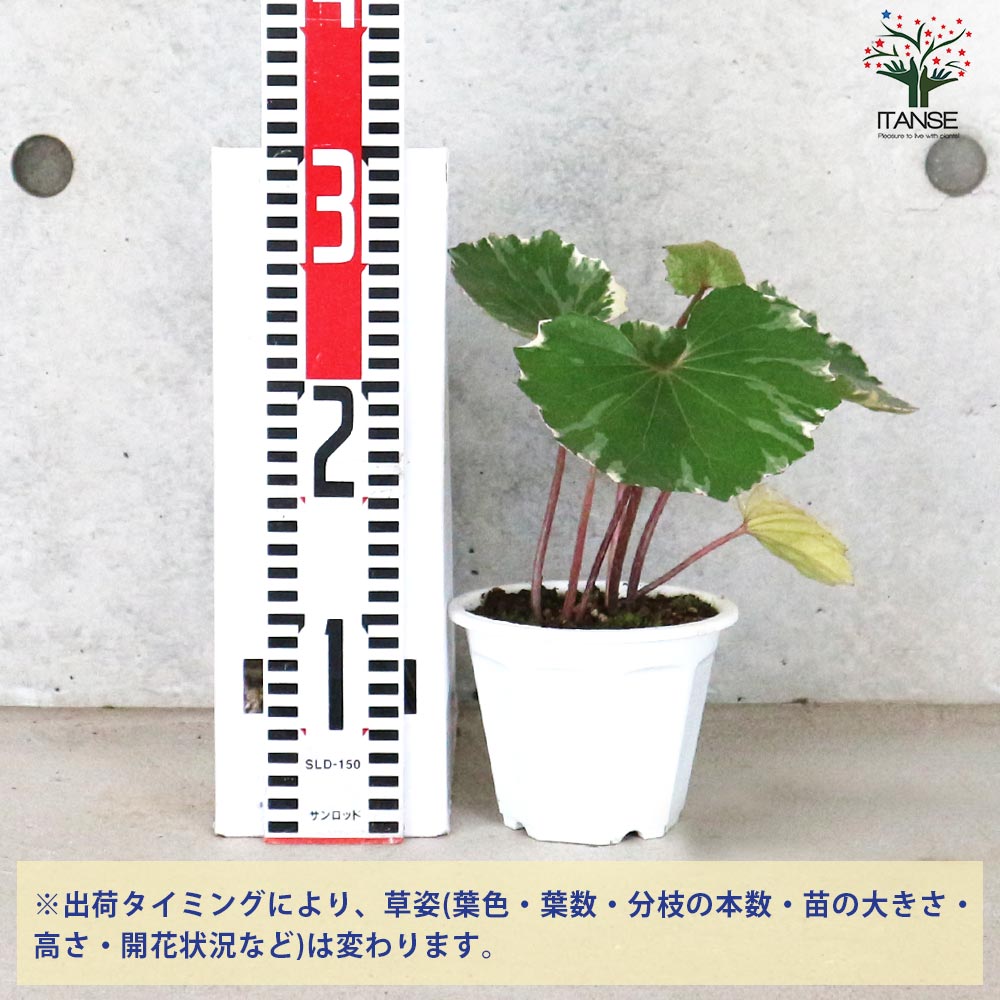 ツワブキ 浮雲錦【花苗 4号鉢／1個売り】｜ 【植物のITANSE