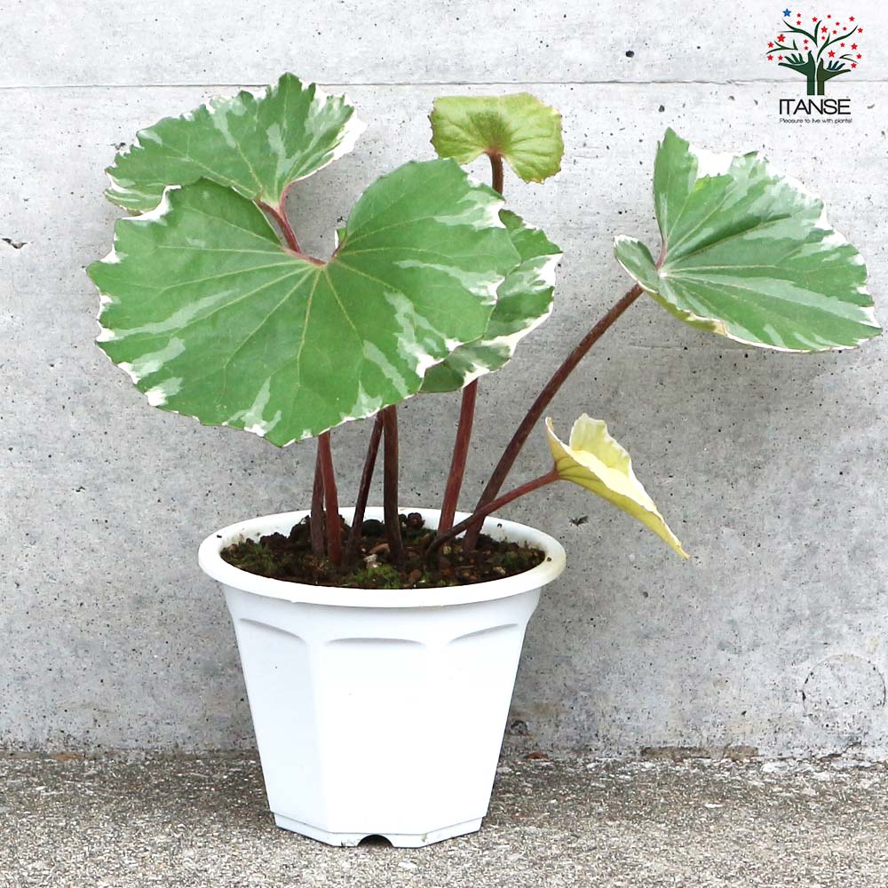 ツワブキ 浮雲錦【花苗 4号鉢／1個売り】｜ 【植物のITANSE