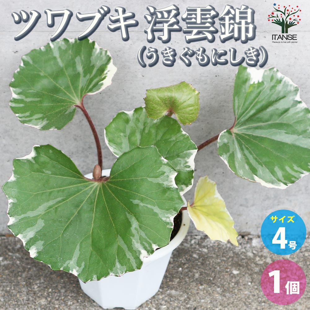 石蕗 浮雲錦 大株 ツワブキ：浮雲錦（うきぐもにしき）7号大鉢植え の通販 | 園芸