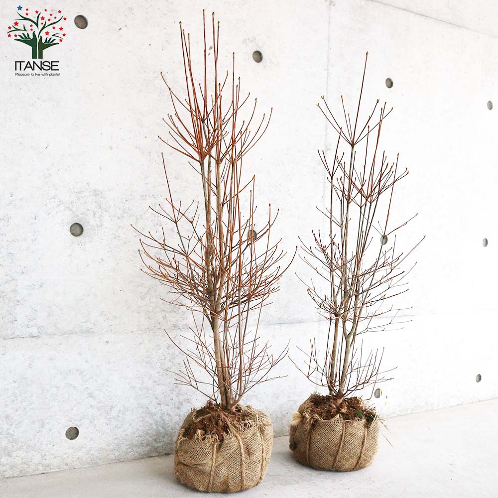 鉢植え特大。天然ドウダンツツジ。 にわいろSELECT 新着商品のご紹介。 ⁡ 鉢植え 大型