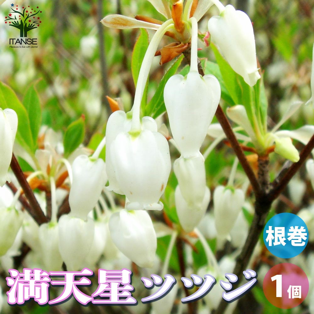 ドウダンツツジ (満天星躑躅)【花苗 根巻大苗／1個売り】｜ 【植物の