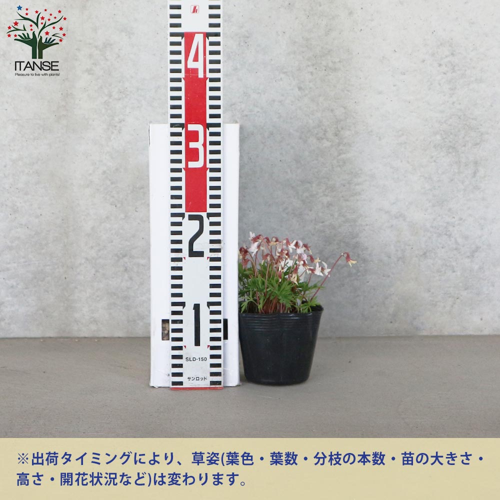 宿根日本スミレ 薄紅肥後(ウスベニヒゴ)【花苗 3.5号ポット／お買い得2