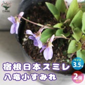 宿根日本スミレ 八竜小すみれ【花苗 3.5号ポット／お買い得2個セット】|花苗