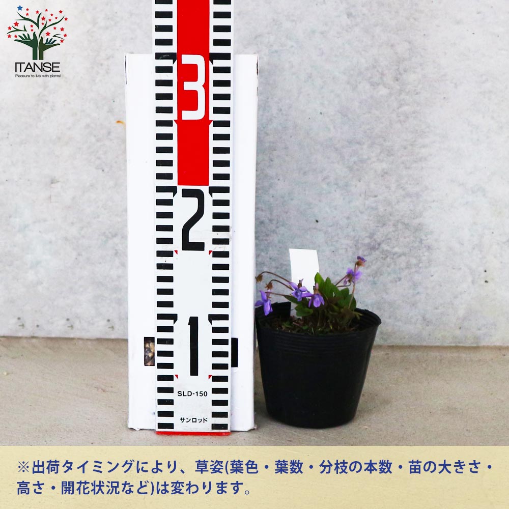 宿根日本スミレ 八竜小すみれ【花苗 3.5号ポット／お買い得2個セット 