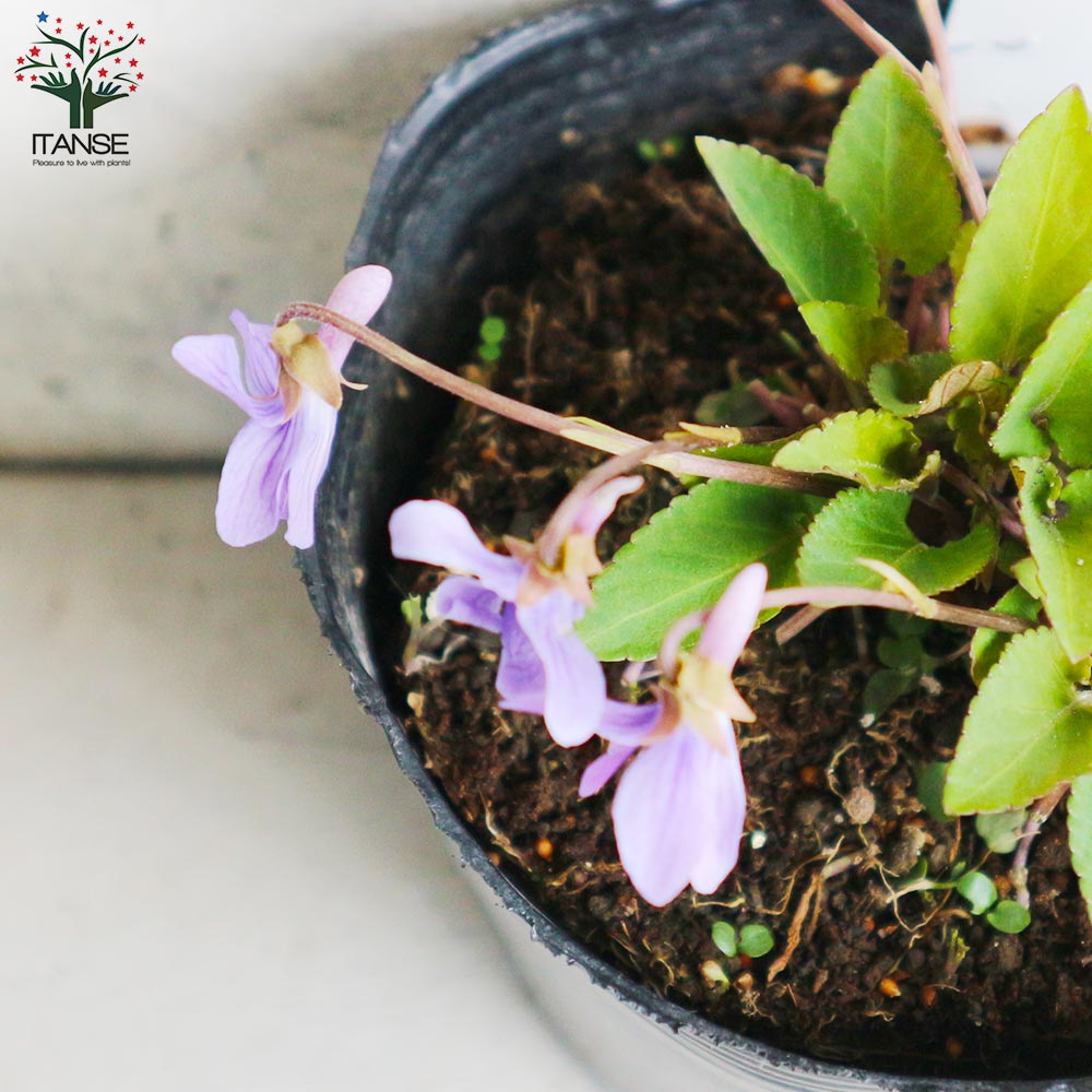 宿根日本スミレ 八竜小すみれ【花苗 3.5号ポット／お買い得2個セット