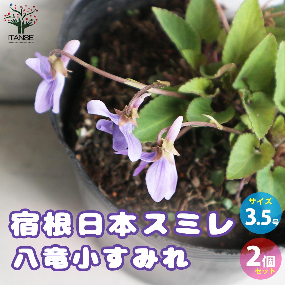 宿根日本スミレ 八竜小すみれ【花苗 3.5号ポット／お買い得2個セット