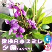 宿根日本スミレ 夕霧(ユウギリ)【花苗 3号ポット／お買い得2個セット】|花苗