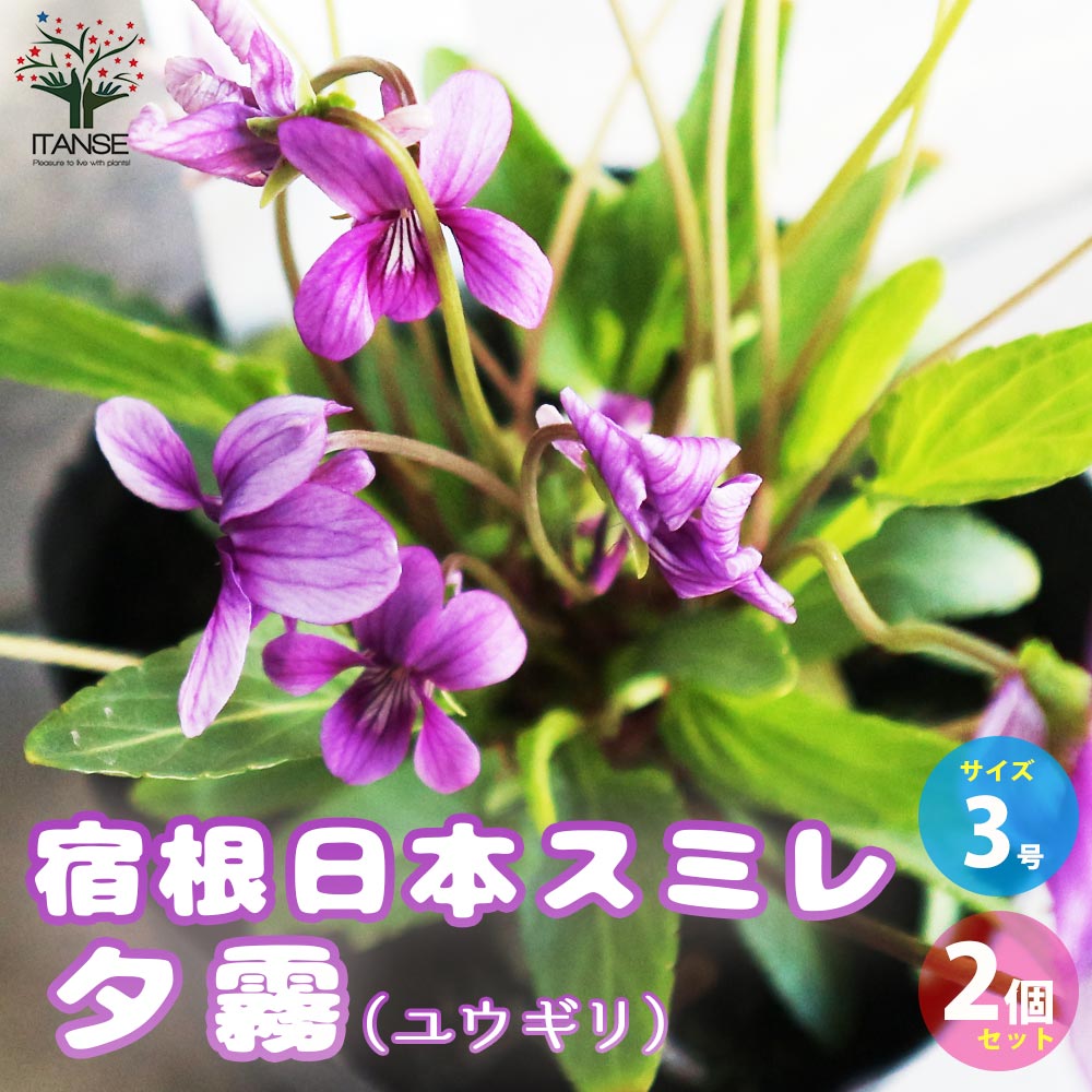 宿根日本スミレ 夕霧(ユウギリ)【花苗 3号ポット／お買い得2個セット】