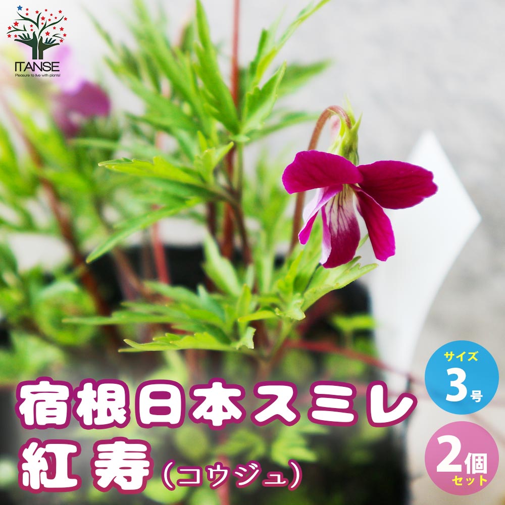 宿根日本スミレ 紅寿(コウジュ)【花苗 3号ポット／お買い得2個セット】
