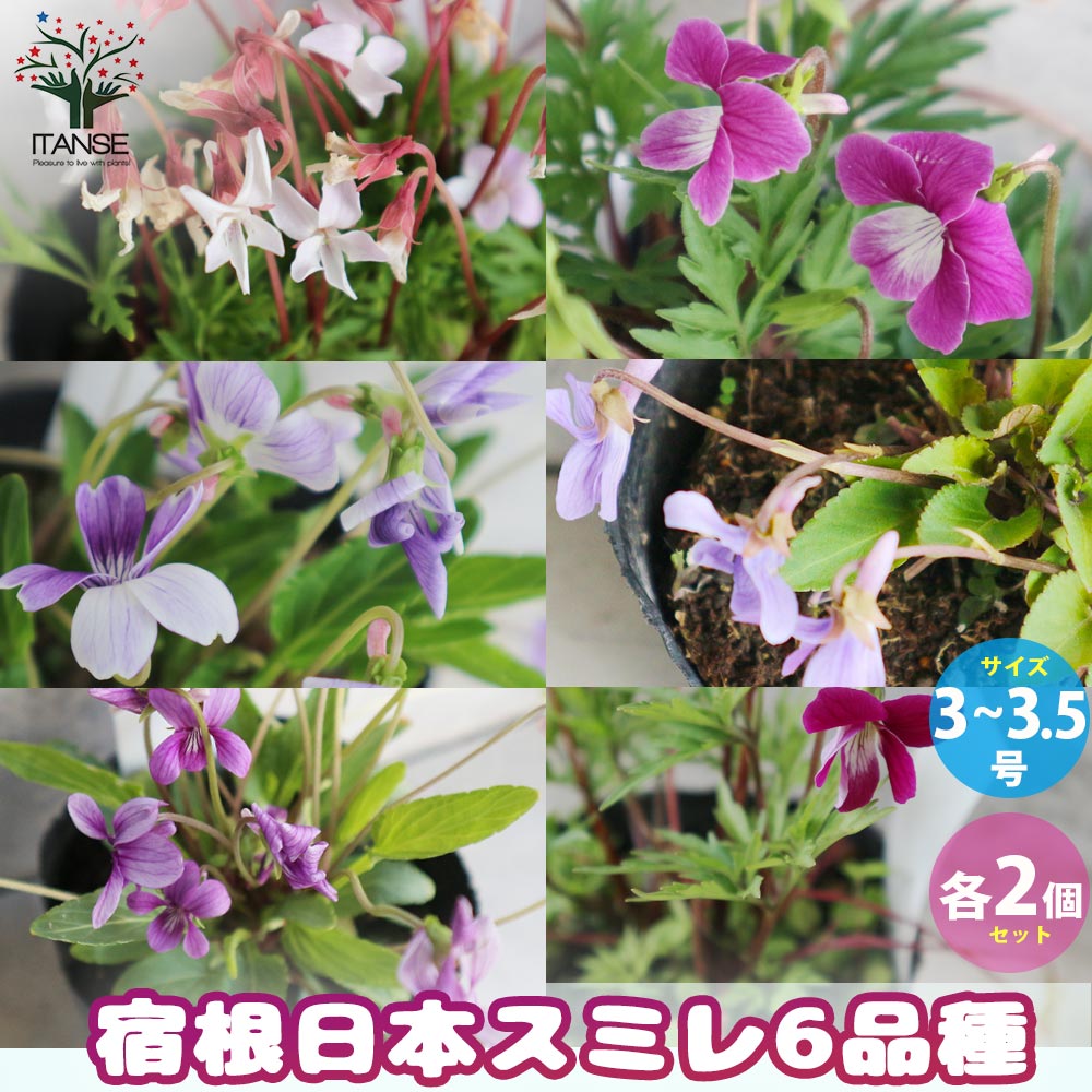 宿根日本スミレ 6品種【花苗 3～3.5号ポット／お買い得12個セット】