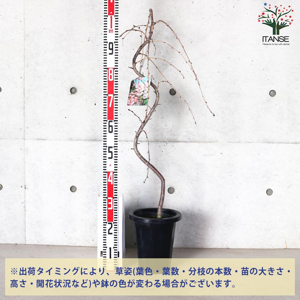 八重しだれ桜【庭木 7号鉢／1個売り】｜ 【植物のITANSE】全品
