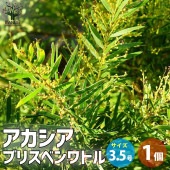 アカシア ブリスベーンワトル【花苗 3.5号ポット／1個売り】|花苗