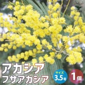 アカシア フサアカシア【花苗 3.5号ポット／1個売り】|花苗