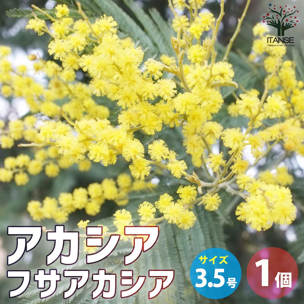 アカシア フサアカシア【花苗 3.5号ポット／1個売り】