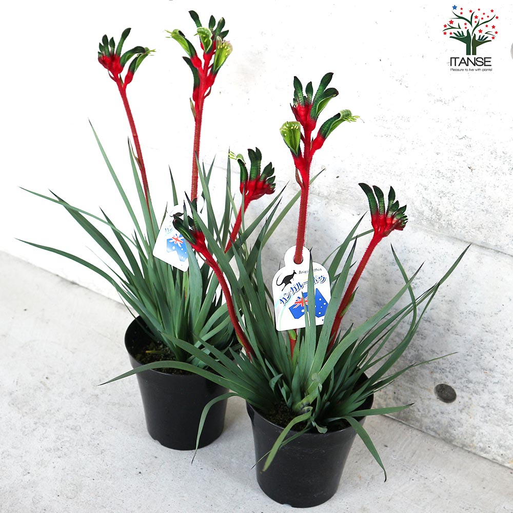 カンガルーポー レッドアンドグリーン【花苗 5号鉢／1個売り